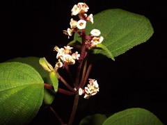 Miconia asperrima