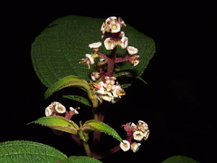 Miconia asperrima