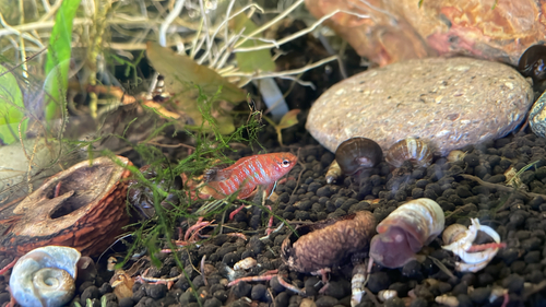 Scarlet badis (Dario dario) — Badidae — 2