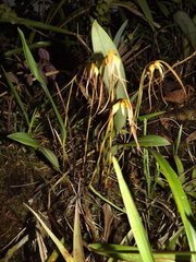 Maxillaria lepidota