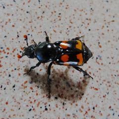 Nicrophorus carolina