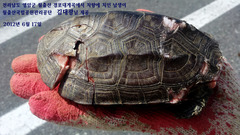 Mauremys reevesii
