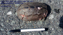 Mauremys reevesii