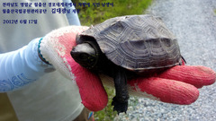 Mauremys reevesii