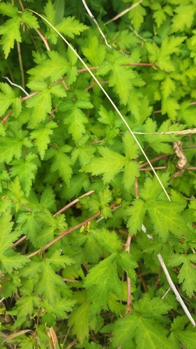 Laceshrub (Neillia incisa)