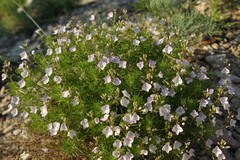 Veronica filifolia
