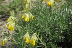 Onosma polyphylla