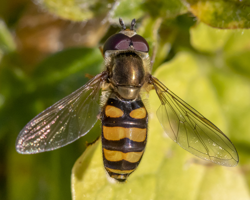 Broad-banded Aphideater