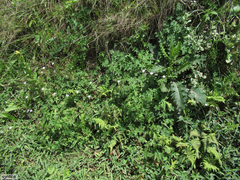 Geranium wakkerstroomianum