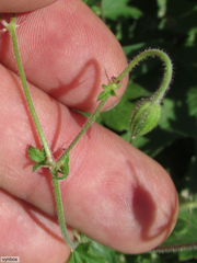 Geranium wakkerstroomianum