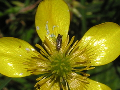 Glyphipterix simpliciella