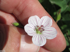 Geranium wakkerstroomianum