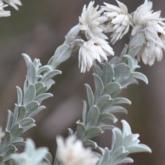 Achyranthemum argenteum