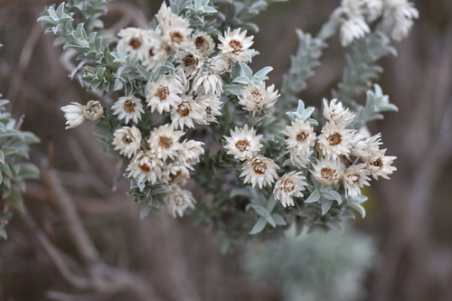 Image of Achyranthemum argenteum by (c) Andrew Gillespie, some rights reserved (CC BY-SA)