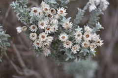 Achyranthemum argenteum