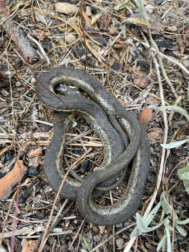iNaturalist observation photo of Sierra Garter Snake