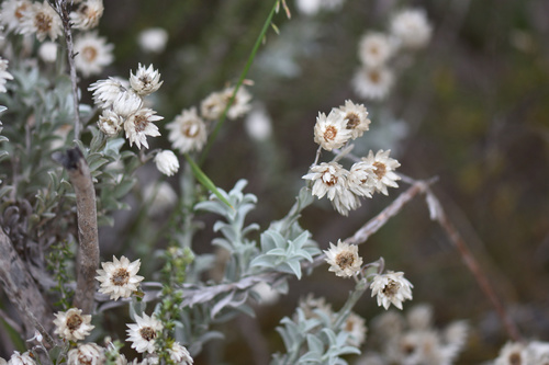 Image of Achyranthemum argenteum by (c) Andrew Gillespie, some rights reserved (CC BY-SA)