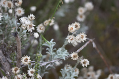 Achyranthemum argenteum