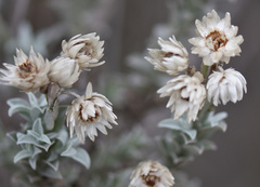 Achyranthemum argenteum