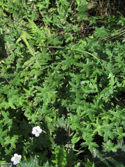Geranium wakkerstroomianum