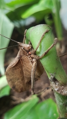 Typophyllum spurioculis