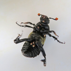 Nicrophorus carolina