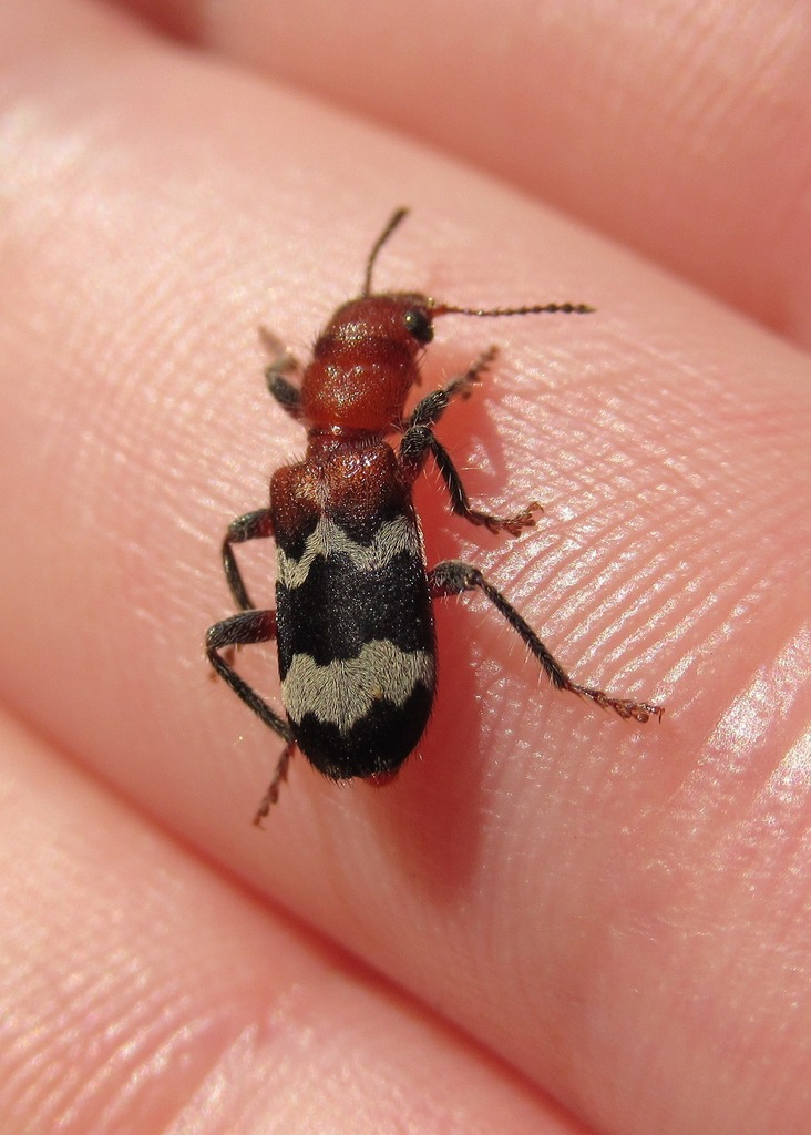 Wavering Checkered Beetle