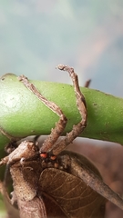 Typophyllum spurioculis