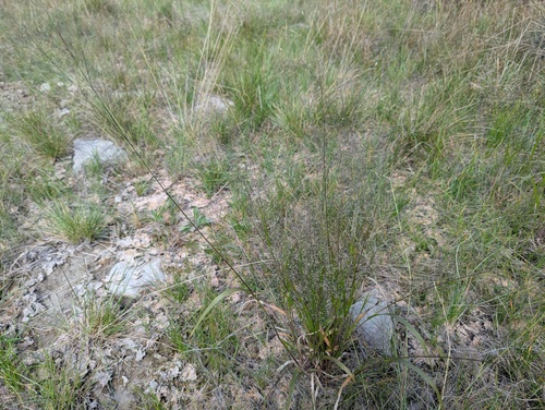 Wiry Witch Grass (Panicum flexile)