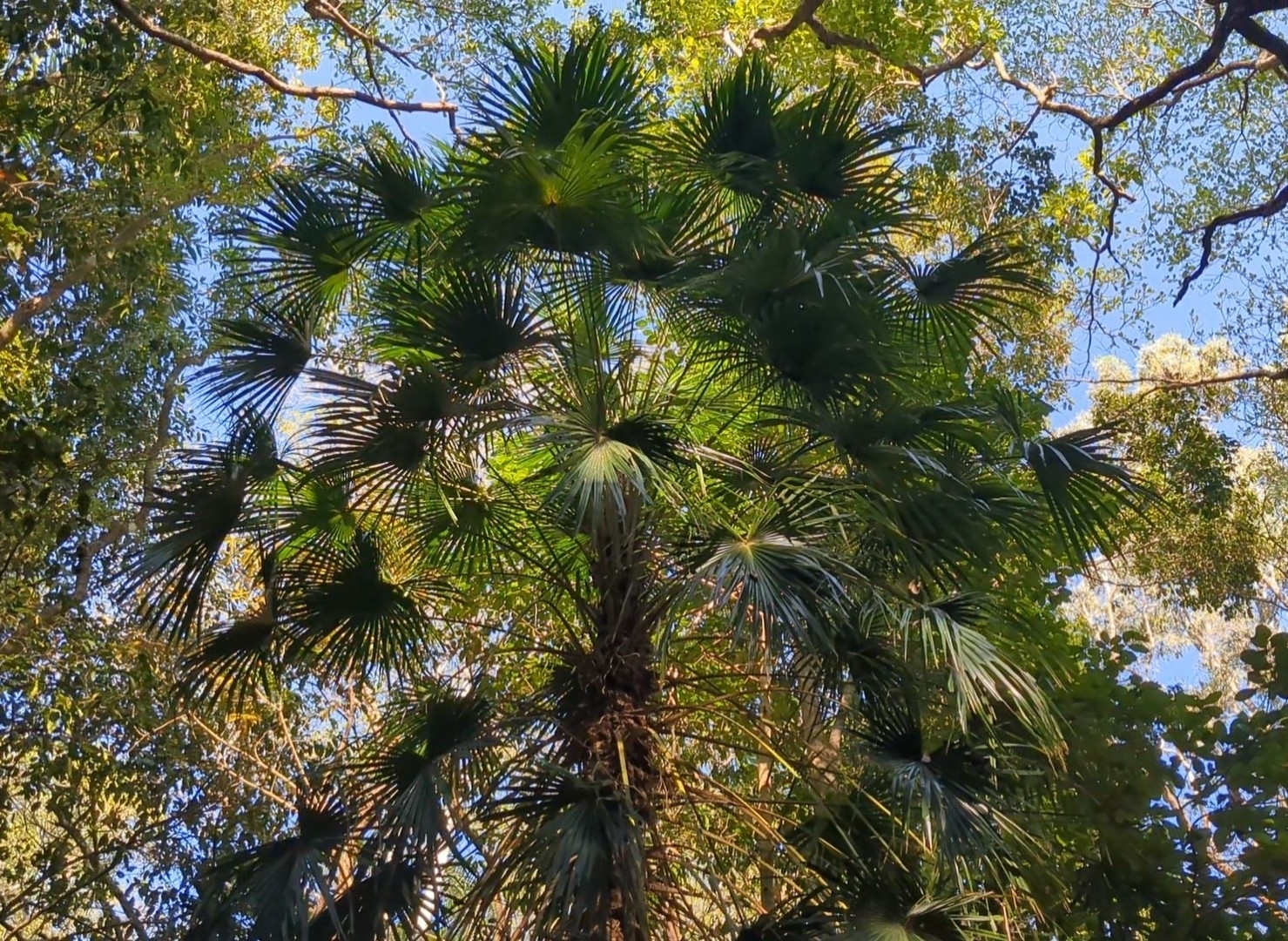 Livistona benthamii