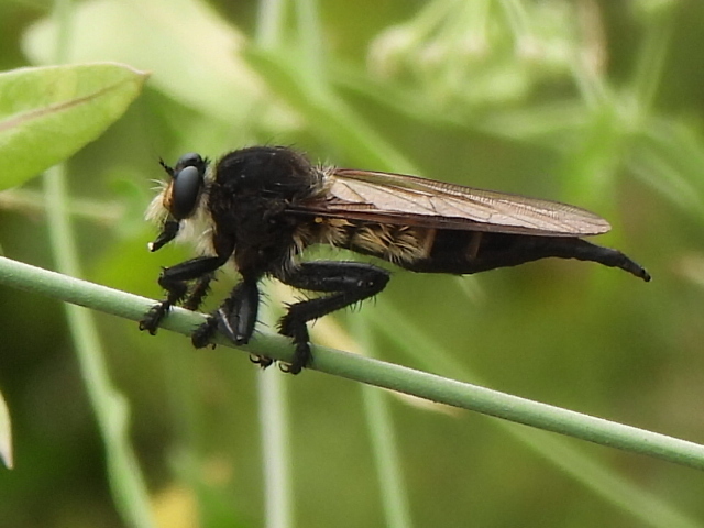 Black Lion Fly