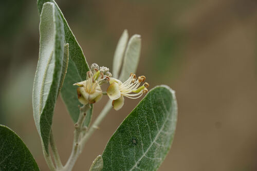 Beautempsia avicenniifolia (Beautempsia avicenniifolia)