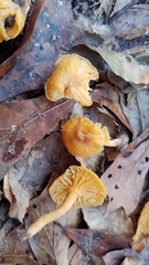 Cantharellus tabernensis