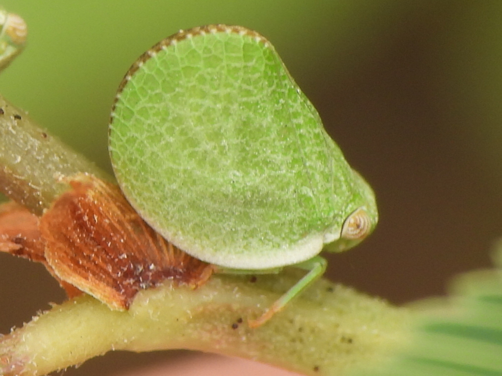 Acanalonia parva