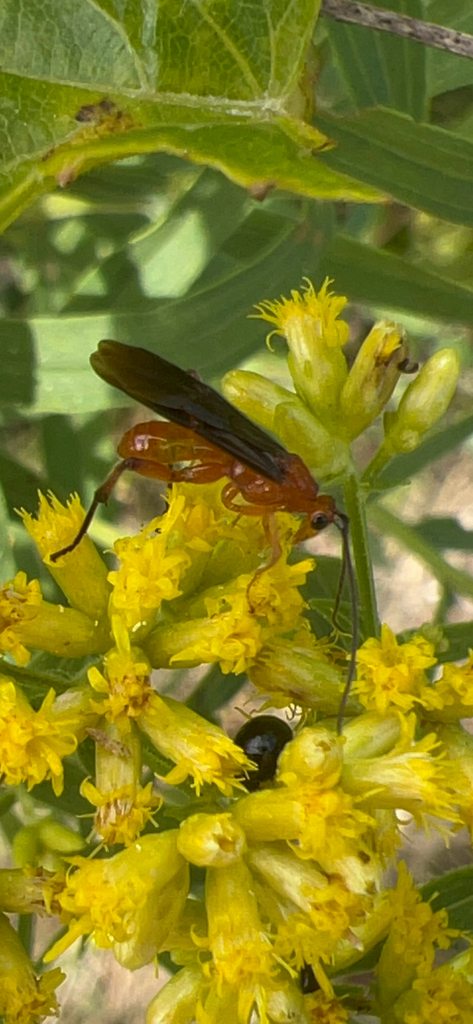 Smooth-headed Mummy Wasp
