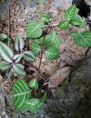 Lepidagathis inaequalis