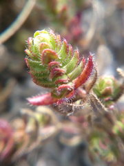 Cruciata taurica