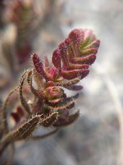 Cruciata taurica