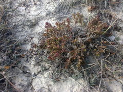 Cruciata taurica