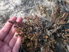 Cruciata taurica
