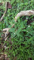 Plagiolophus millspaughii