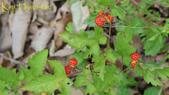 Rubus crataegifolius