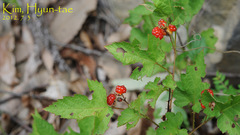 Rubus crataegifolius