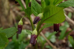 Scopolia caucasica