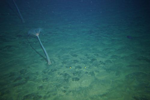 Branchiocerianthus