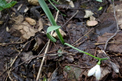 Galanthus alpinus
