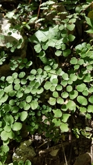 Adiantum tricholepis