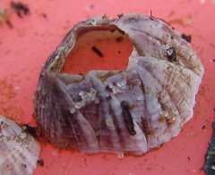 Balanus pulchellus