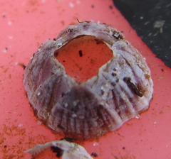 Balanus pulchellus