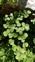 Adiantum tricholepis